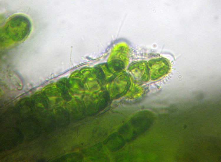 Microscopia salata